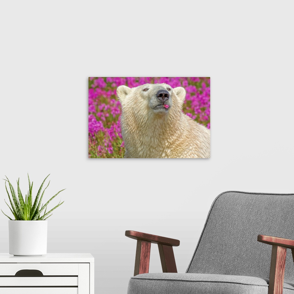 A modern room featuring Polar bear in fireweed playfully chewing on a flower petal on an island off the sub-Arctic coast ...