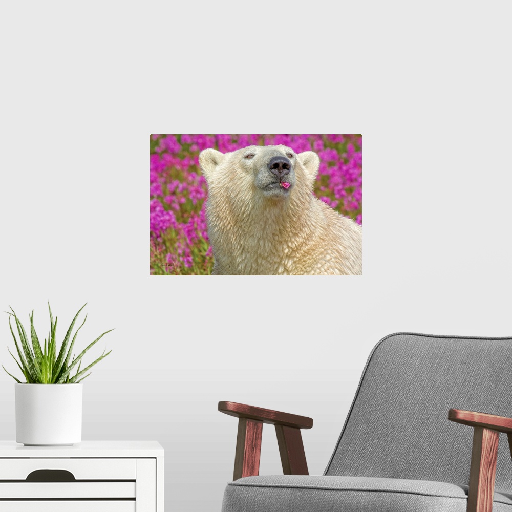 A modern room featuring Polar bear in fireweed playfully chewing on a flower petal on an island off the sub-Arctic coast ...