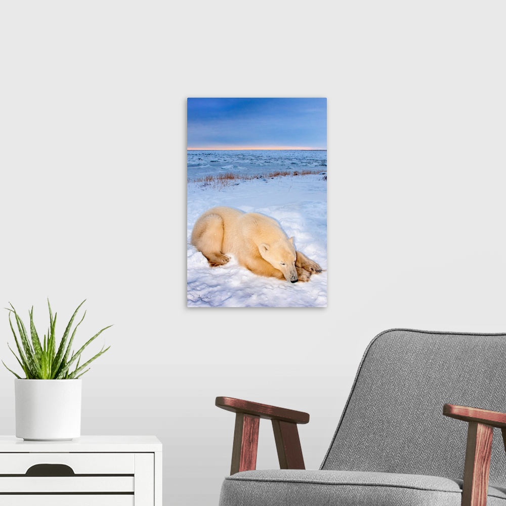 A modern room featuring Polar Bear (Ursus maritimus) near the Hudson Bay Coast, Manitoba, Canada, having a nap at sunset.
