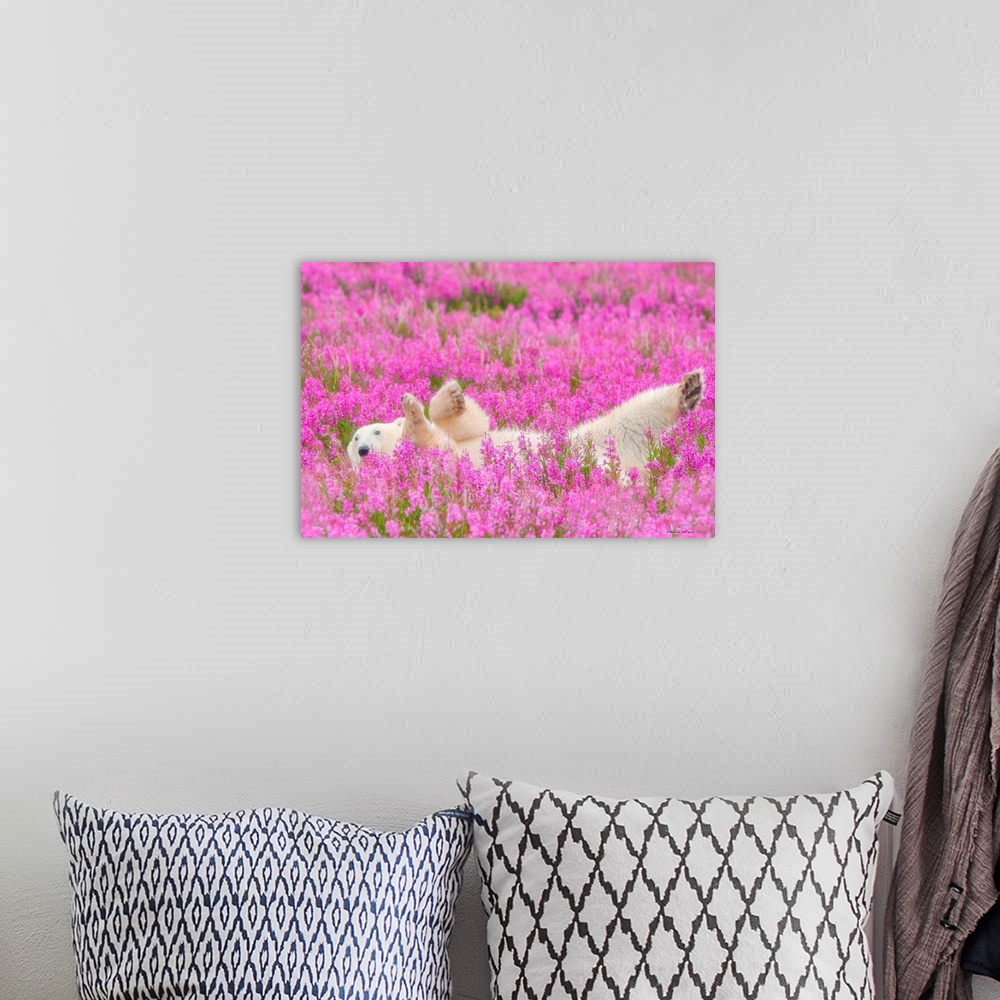 A bohemian room featuring Polar Bear relaxing in a field of pink fireweed. This image was named one of the top 50 in the wo...