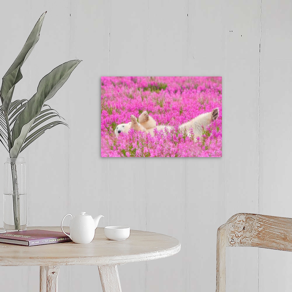 A farmhouse room featuring Polar Bear relaxing in a field of pink fireweed. This image was named one of the top 50 in the wo...