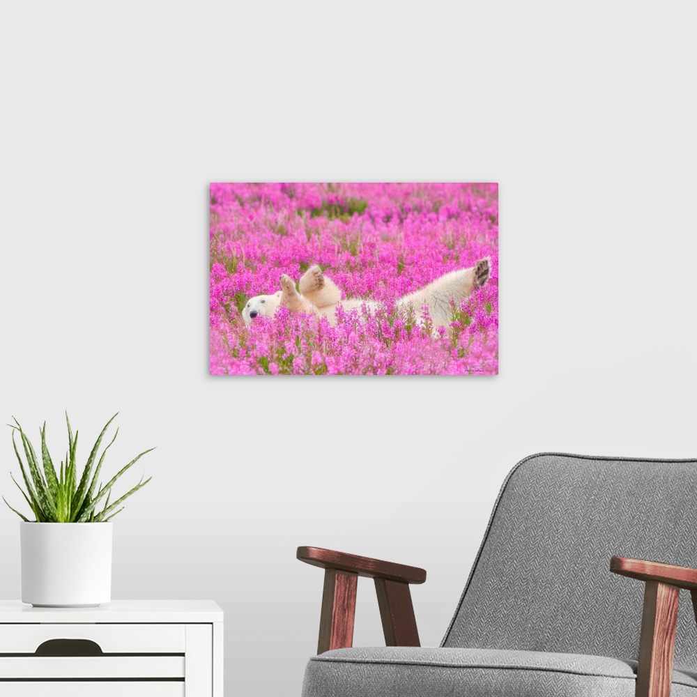 A modern room featuring Polar Bear relaxing in a field of pink fireweed. This image was named one of the top 50 in the wo...