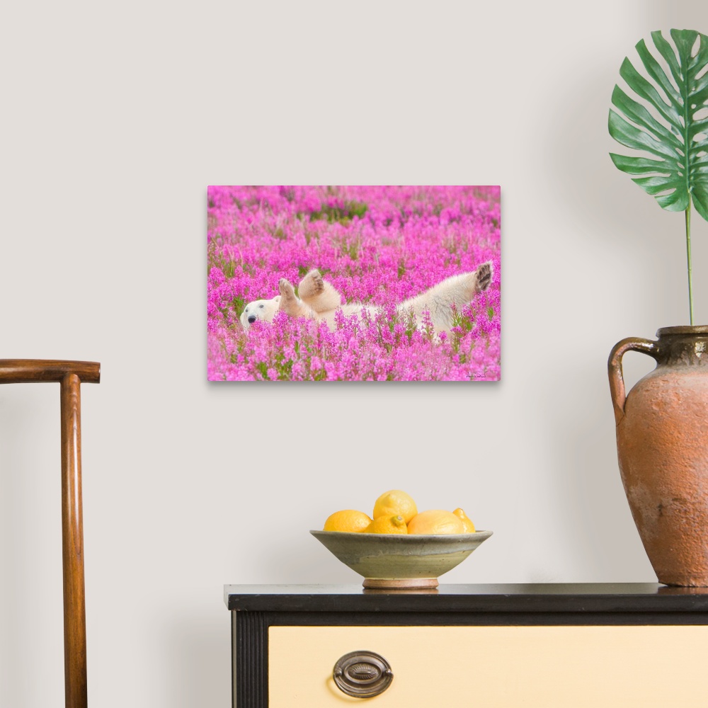 A traditional room featuring Polar Bear relaxing in a field of pink fireweed. This image was named one of the top 50 in the wo...