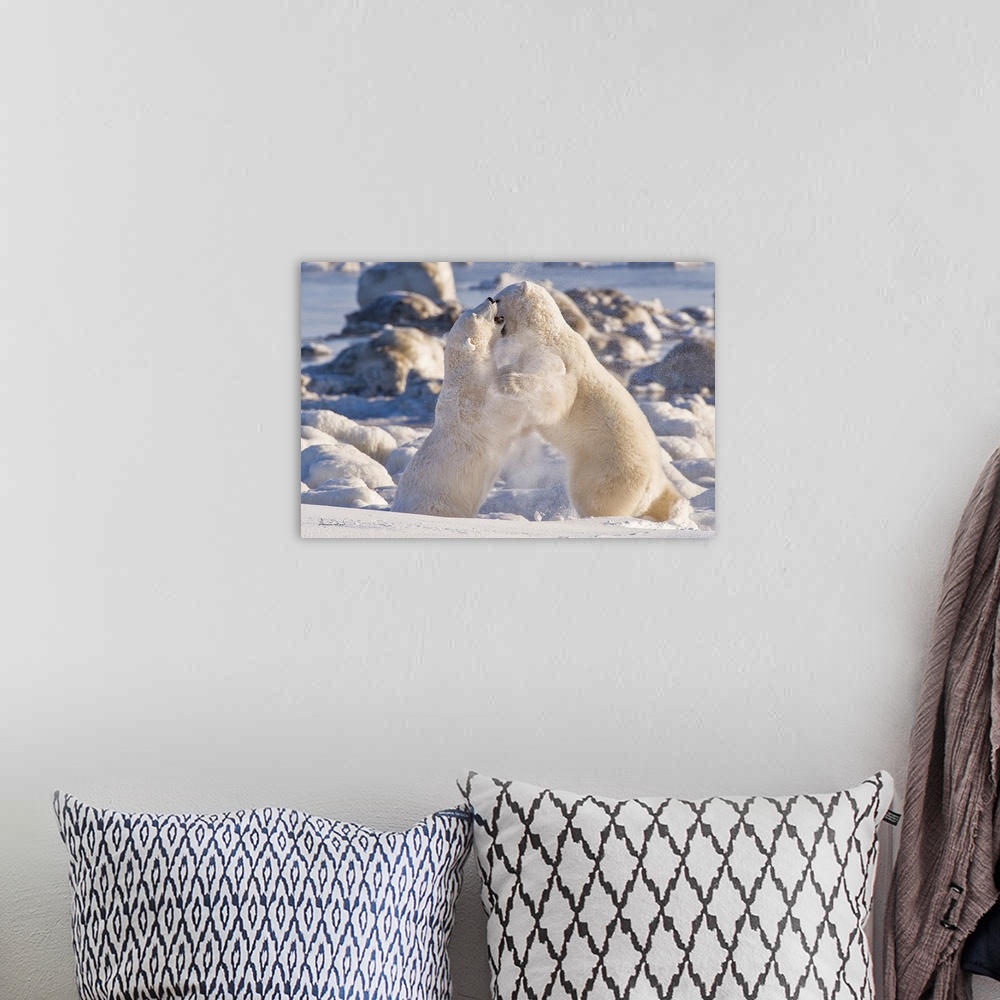 A bohemian room featuring Polar Bears (Ursa maritimus) play wrestling for supremacy on sub-arctic Hudson Bay ice and snow, ...