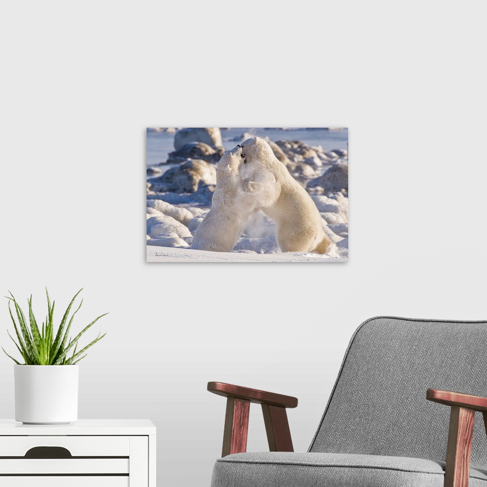 A modern room featuring Polar Bears (Ursa maritimus) play wrestling for supremacy on sub-arctic Hudson Bay ice and snow, ...