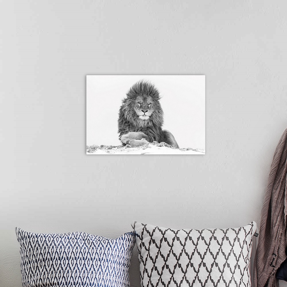 A bohemian room featuring Rare barbary lion in relaxed pose - extirpated in the wild.