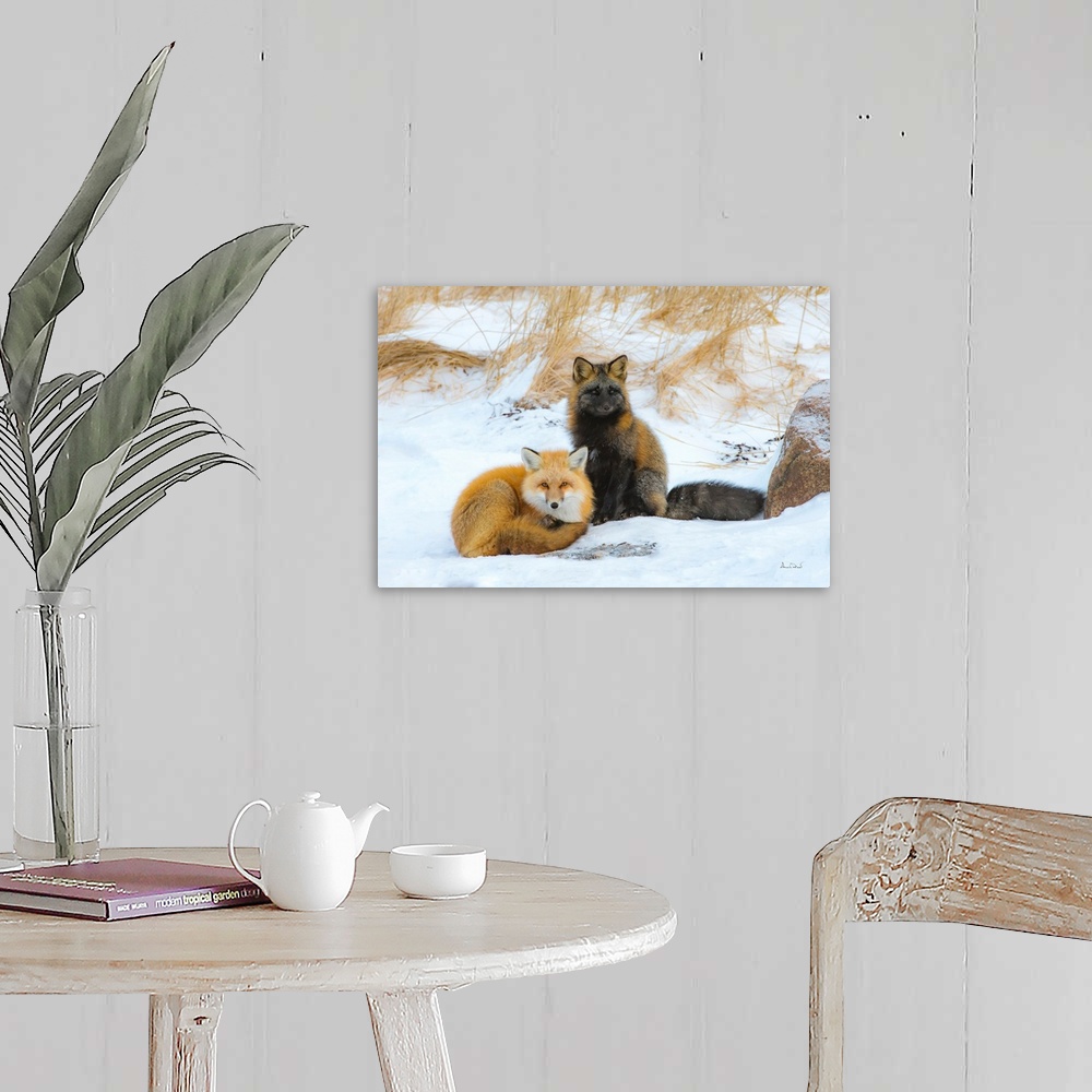 A farmhouse room featuring Red fox (Vulpes vulpes) normal phase and cross fox in friendly greeting, Seal River Lodge, Church...