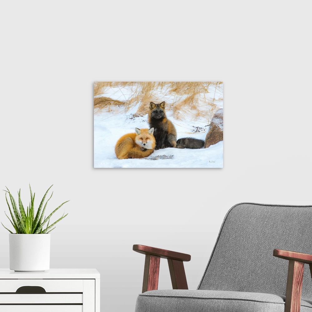 A modern room featuring Red fox (Vulpes vulpes) normal phase and cross fox in friendly greeting, Seal River Lodge, Church...