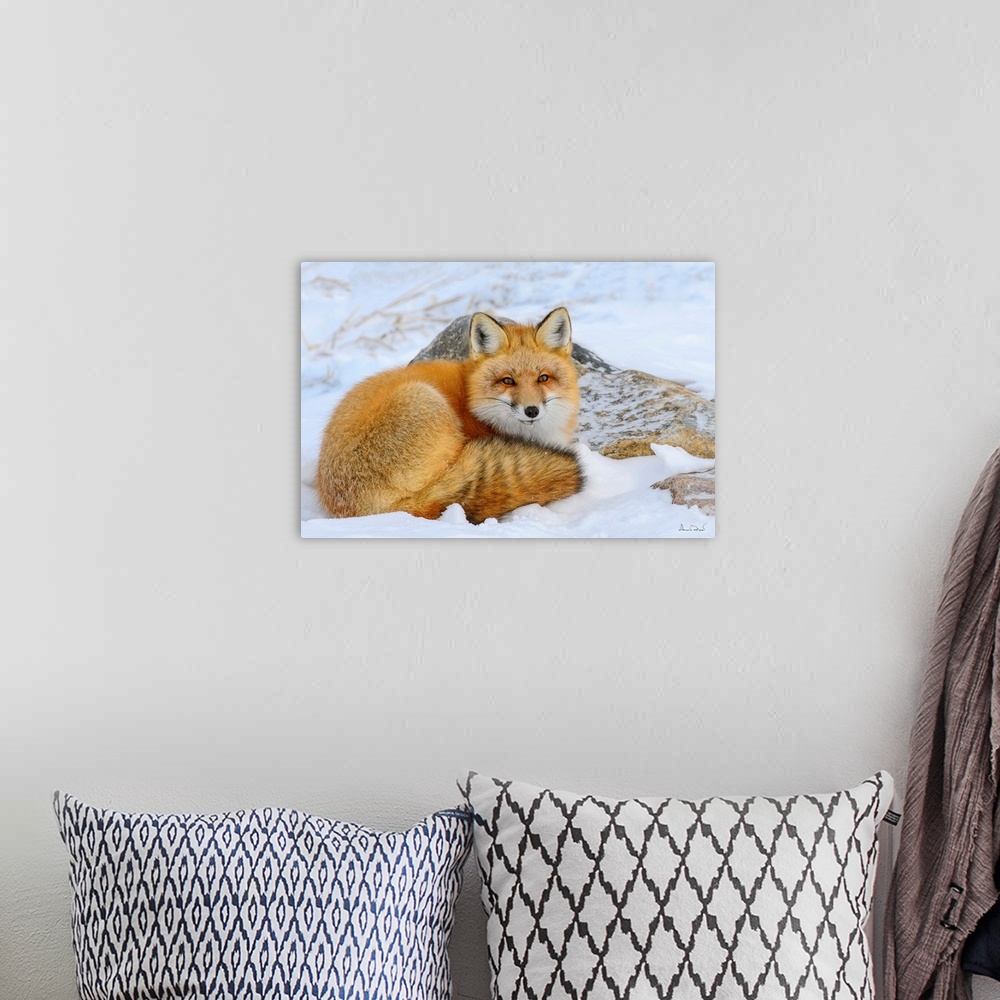 A bohemian room featuring Alert Red Fox (Vulpes vulpes) resting in snow  near Hudson Bay, Churchill, MB, Canada.