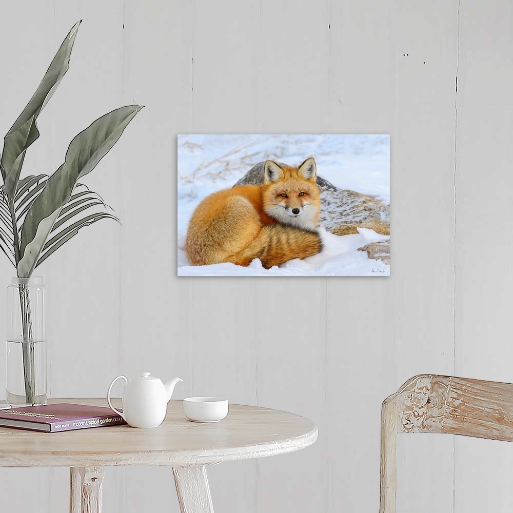 A farmhouse room featuring Alert Red Fox (Vulpes vulpes) resting in snow  near Hudson Bay, Churchill, MB, Canada.