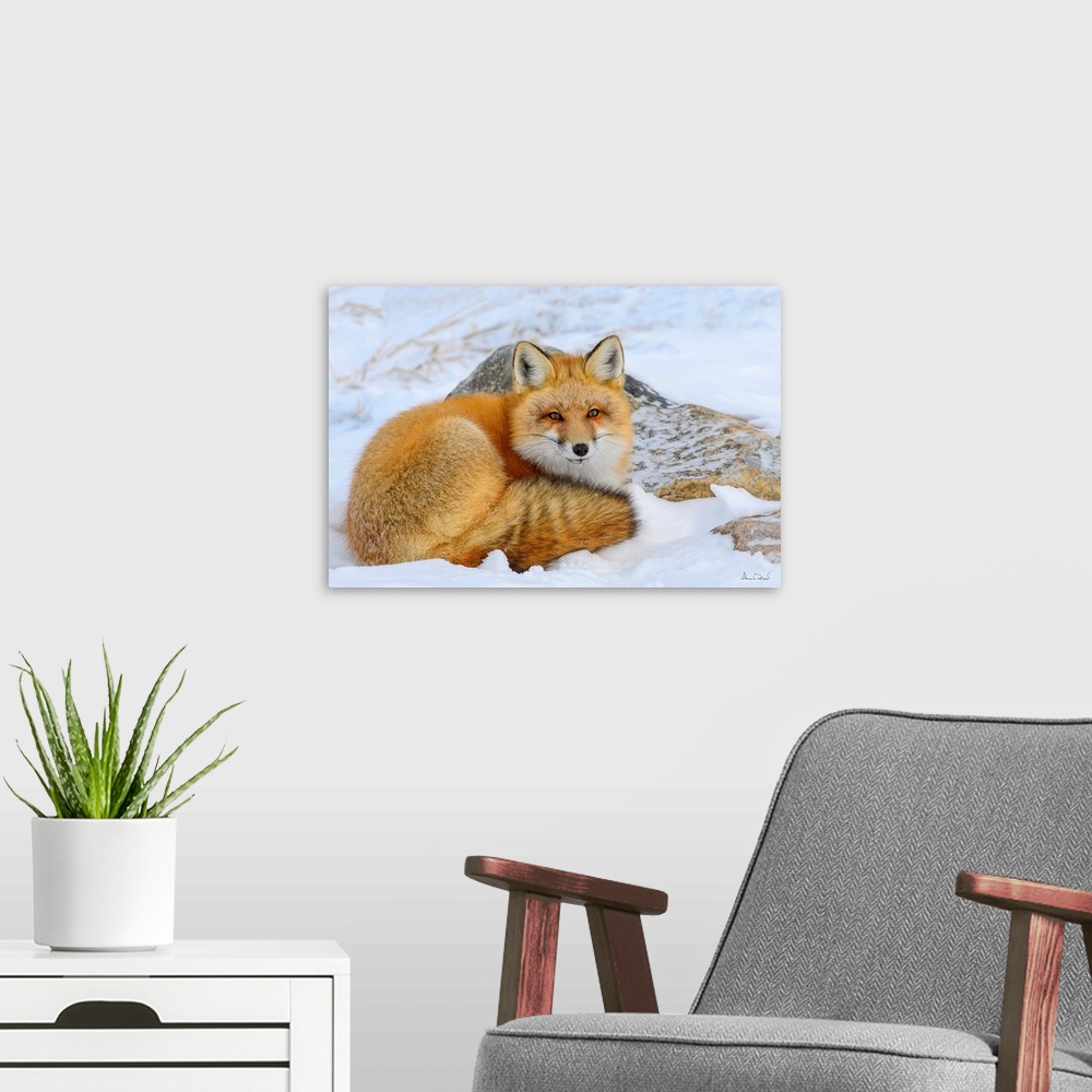 A modern room featuring Alert Red Fox (Vulpes vulpes) resting in snow  near Hudson Bay, Churchill, MB, Canada.
