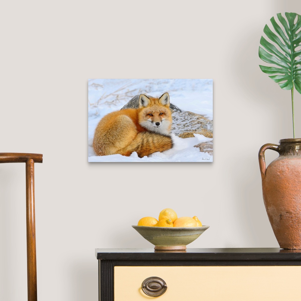 A traditional room featuring Alert Red Fox (Vulpes vulpes) resting in snow  near Hudson Bay, Churchill, MB, Canada.