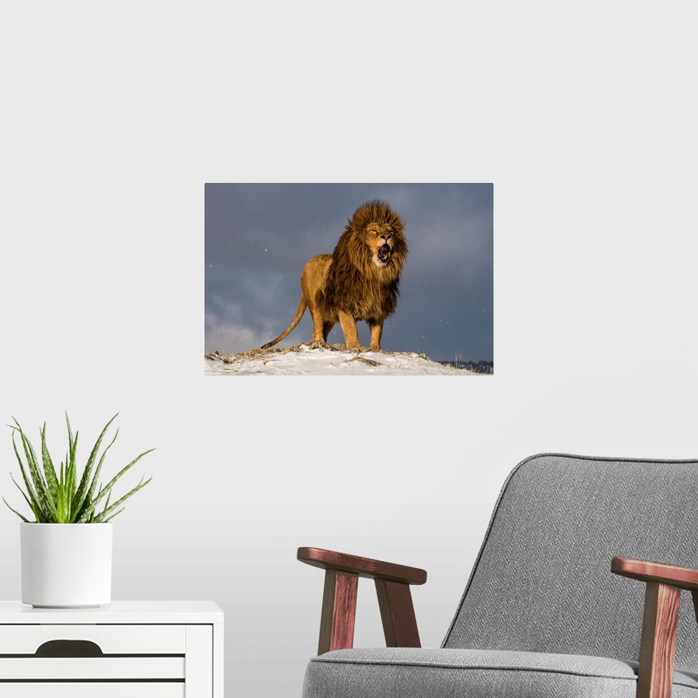 A modern room featuring Magnificent and rare captive male Barbary lion (Panthera leo leo), posing regally near Bozeman, M...