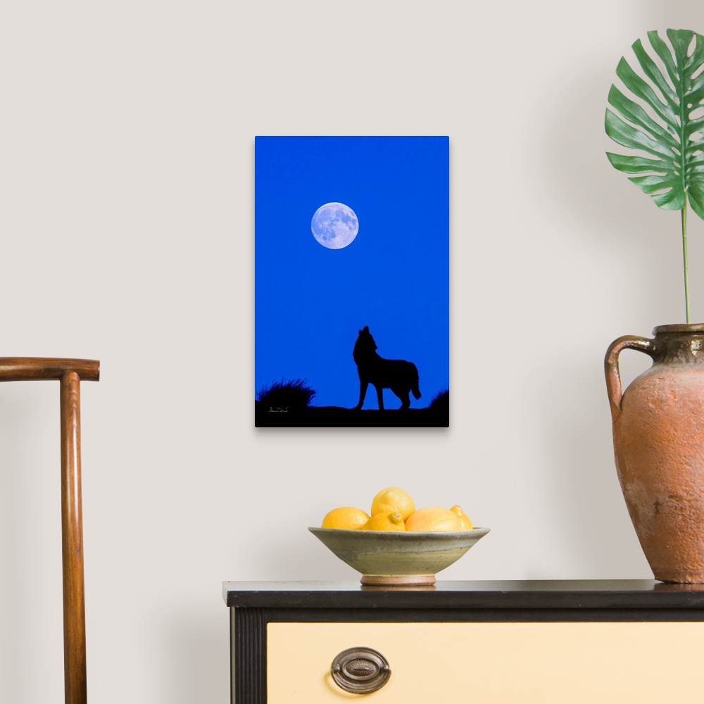 A traditional room featuring Composite of a captive grey wolf howling at the moon. Original moon in the photo replaced with de...