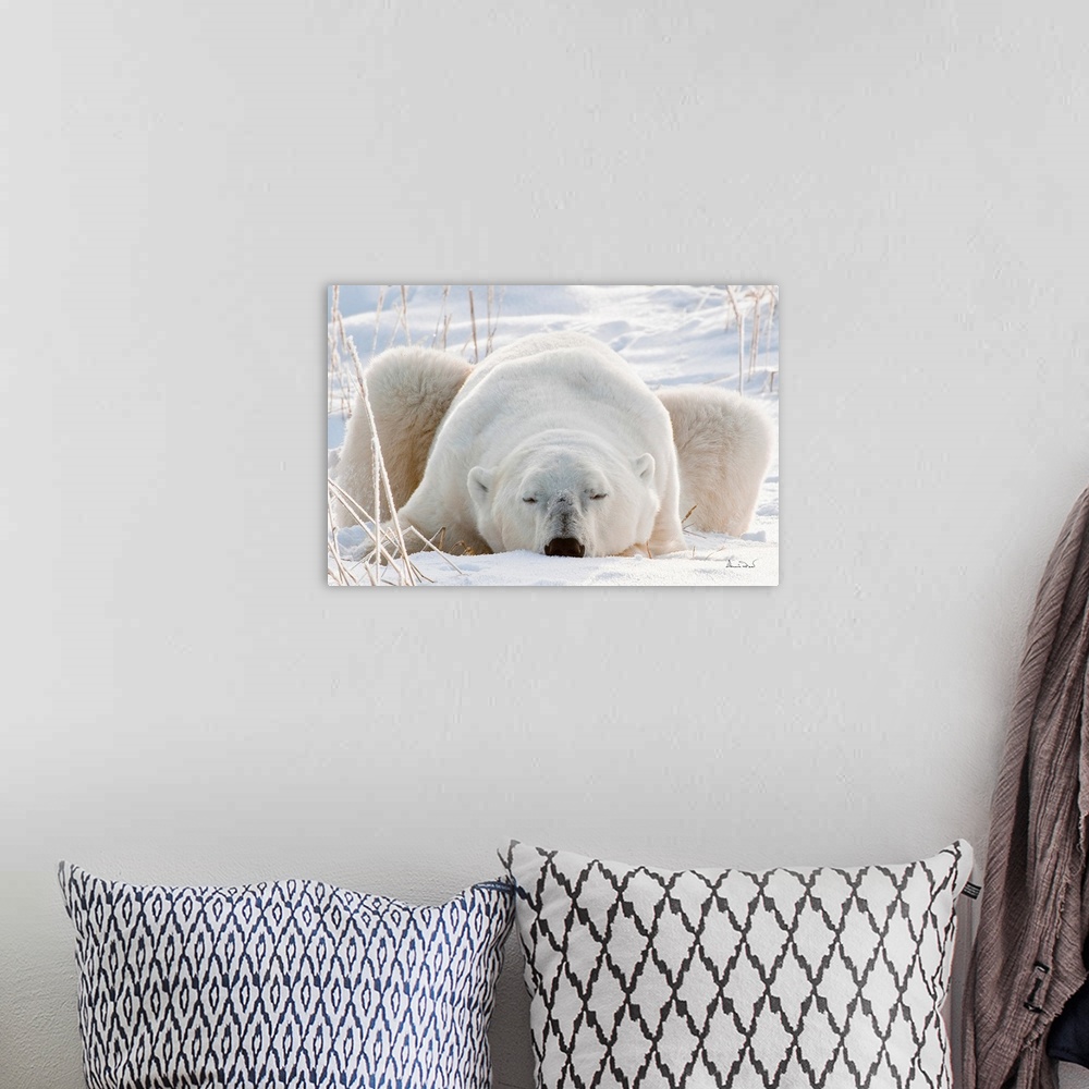 A bohemian room featuring Sleepy polar bear on Hudson Bay Coast, Manitoba, Canada Waiting for the Real Cold.