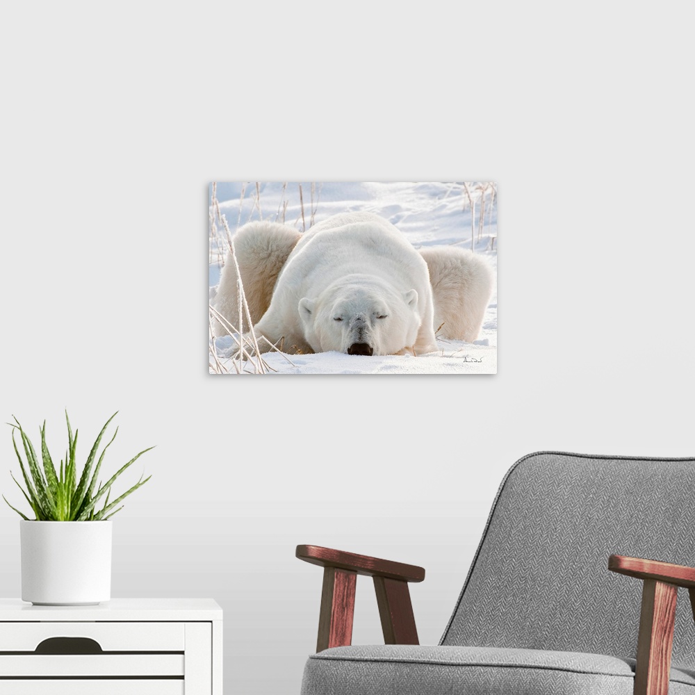 A modern room featuring Sleepy polar bear on Hudson Bay Coast, Manitoba, Canada Waiting for the Real Cold.