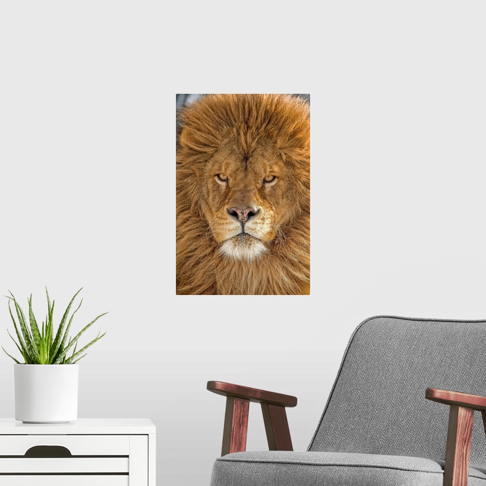 A modern room featuring Magnificent and rare captive male Barbary lion (Panthera leo leo), posing regally near Bozeman, M...