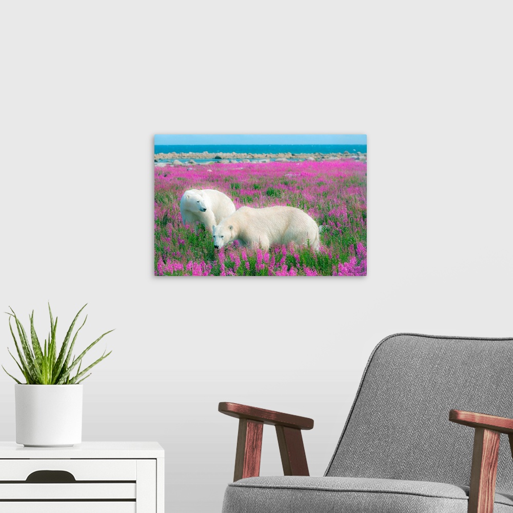 A modern room featuring Two Polar Bears near the Hudson Bay Coast, Manitoba, Canada, looking for a resting spot in a fiel...