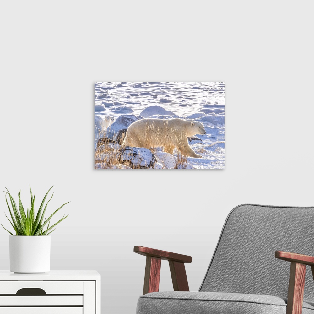 A modern room featuring Arctic Foxes (Vulpes lagopus) keeping an eye on a passing polar bear (Ursus maritimus) on Hudson ...
