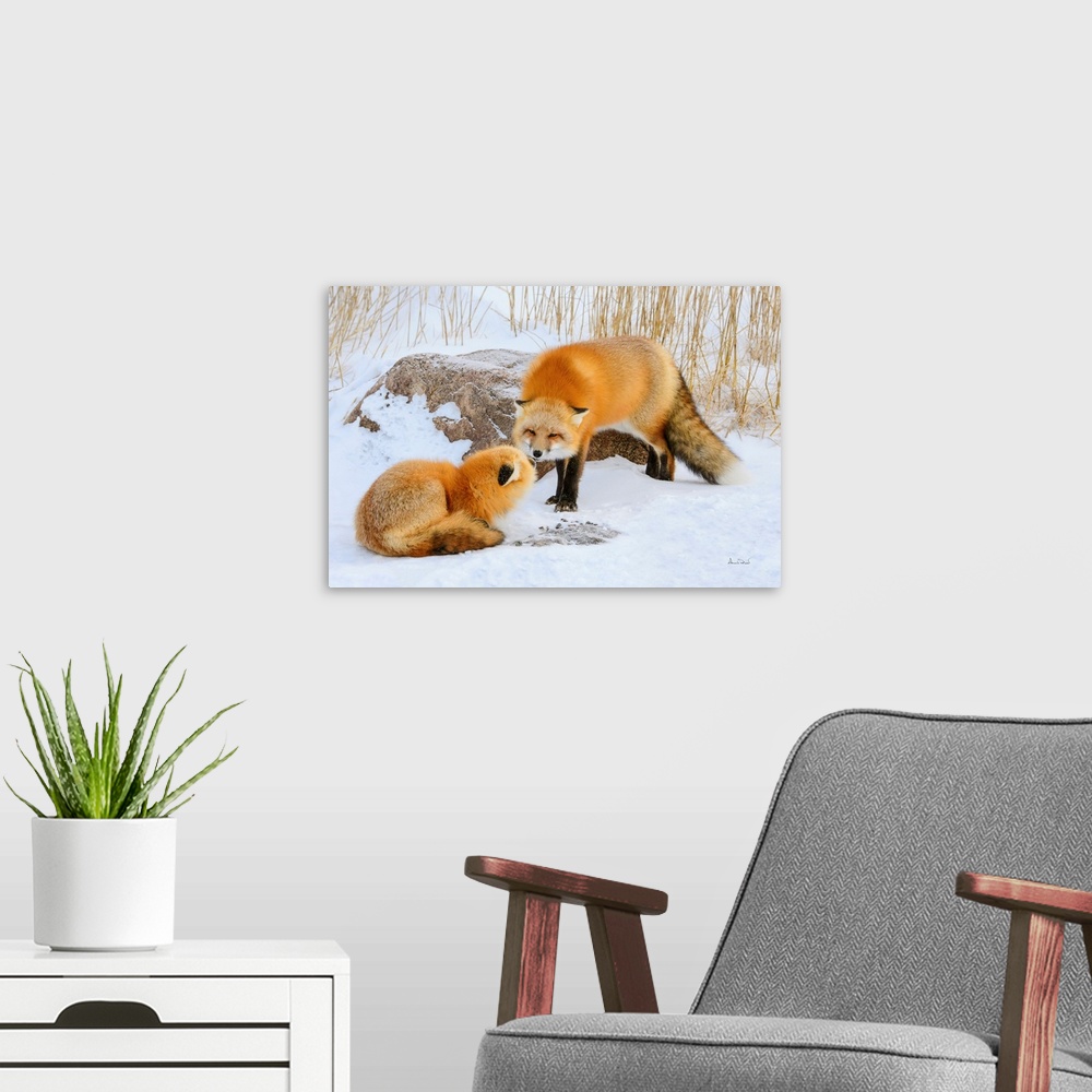 A modern room featuring Red Foxes (Vulpes vulpes) in friendly greeting at Seal River Lodge, Churchill, MB, Canada.
