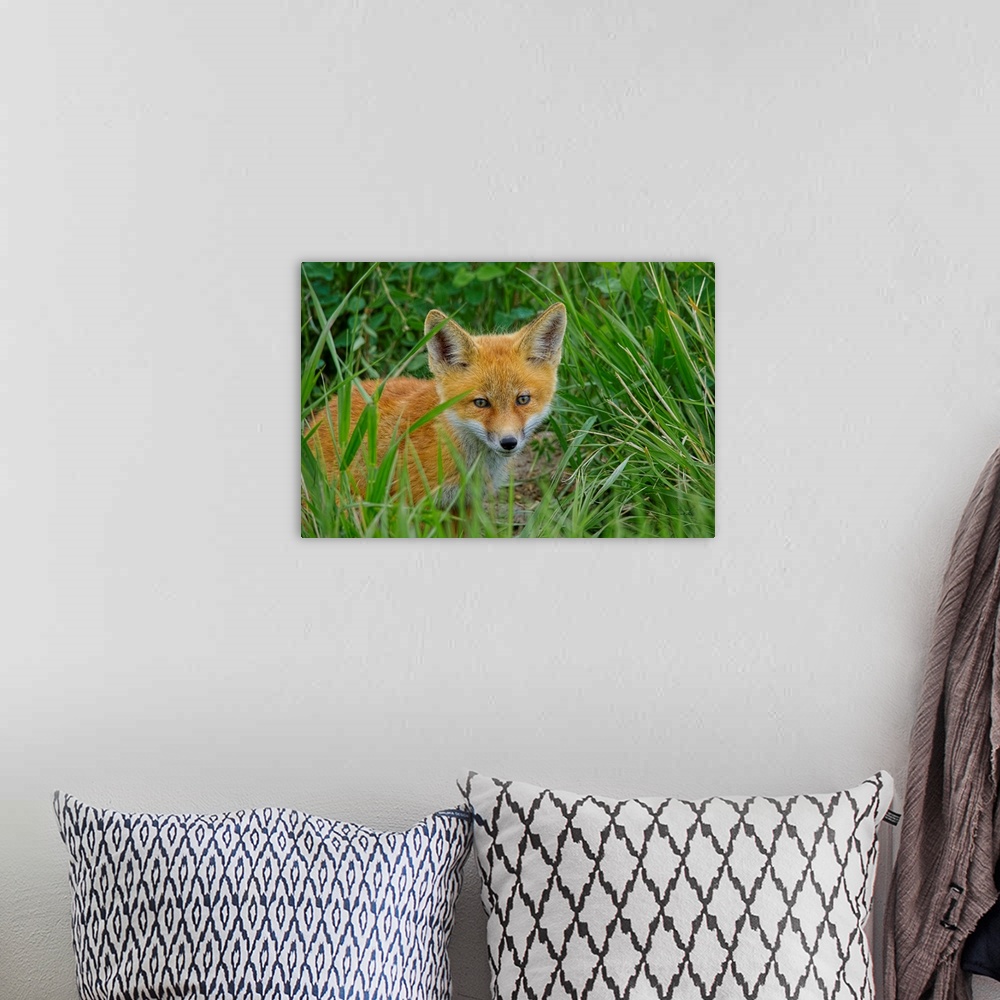 A bohemian room featuring Young Red Fox (Vulpes vulpes) playing near its den, Southwestern Manitoba, Canada.