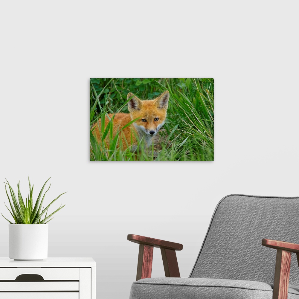 A modern room featuring Young Red Fox (Vulpes vulpes) playing near its den, Southwestern Manitoba, Canada.