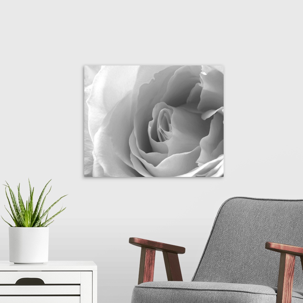 A modern room featuring A close up of a white rose blossom in black and white.