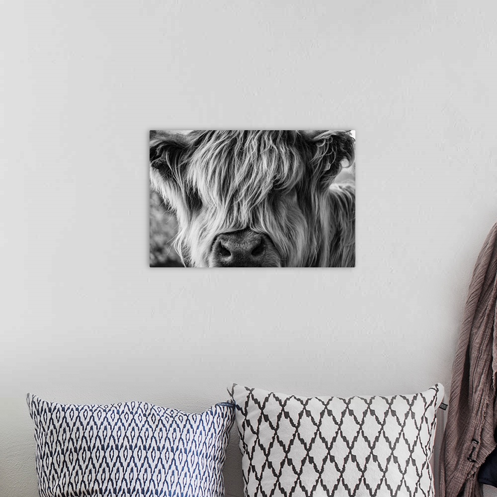 A bohemian room featuring A Very Long-Haired Cow Looks At The Viewer Through Its Hair