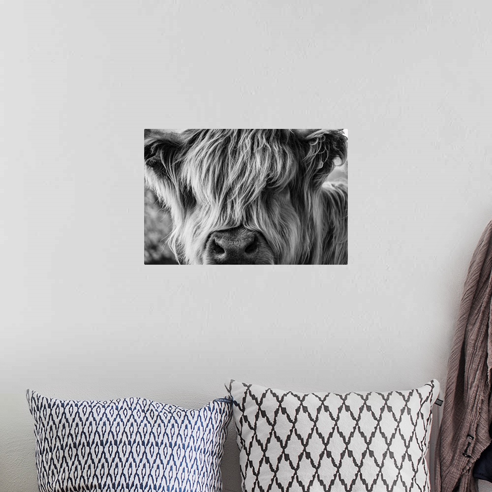 A bohemian room featuring A Very Long-Haired Cow Looks At The Viewer Through Its Hair