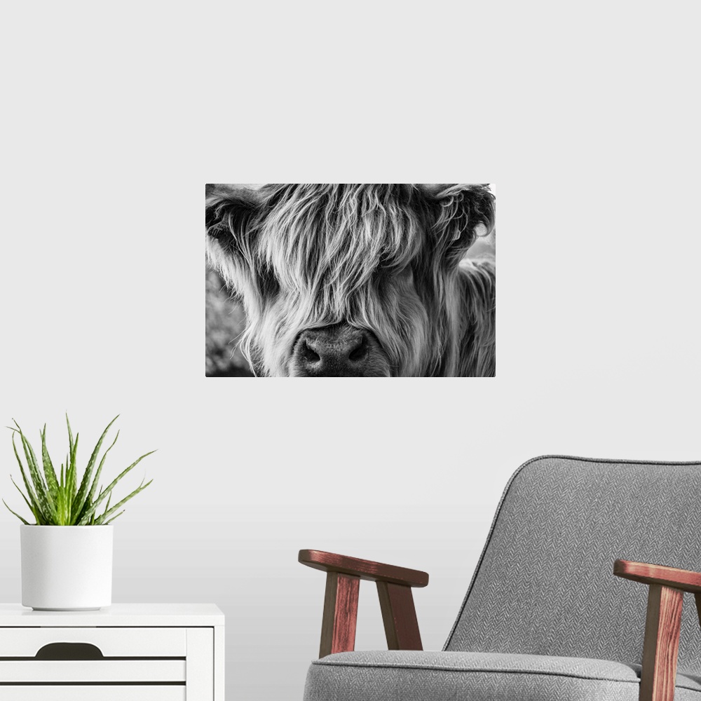 A modern room featuring A Very Long-Haired Cow Looks At The Viewer Through Its Hair