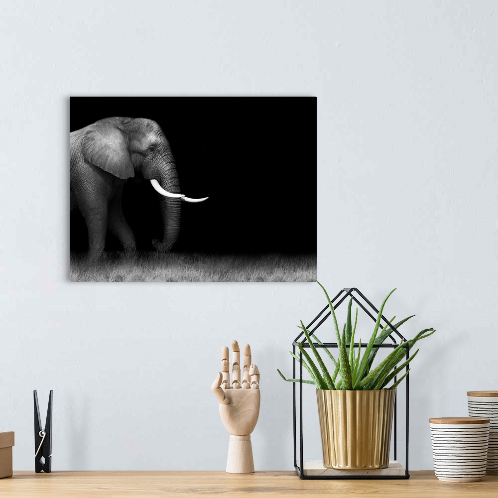 A bohemian room featuring Wild African elephant in monochrome.