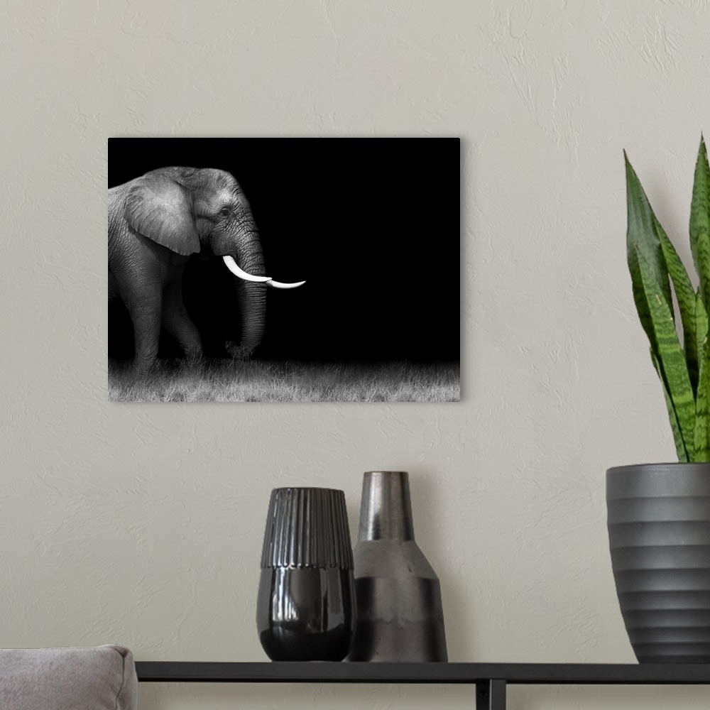A modern room featuring Wild African elephant in monochrome.