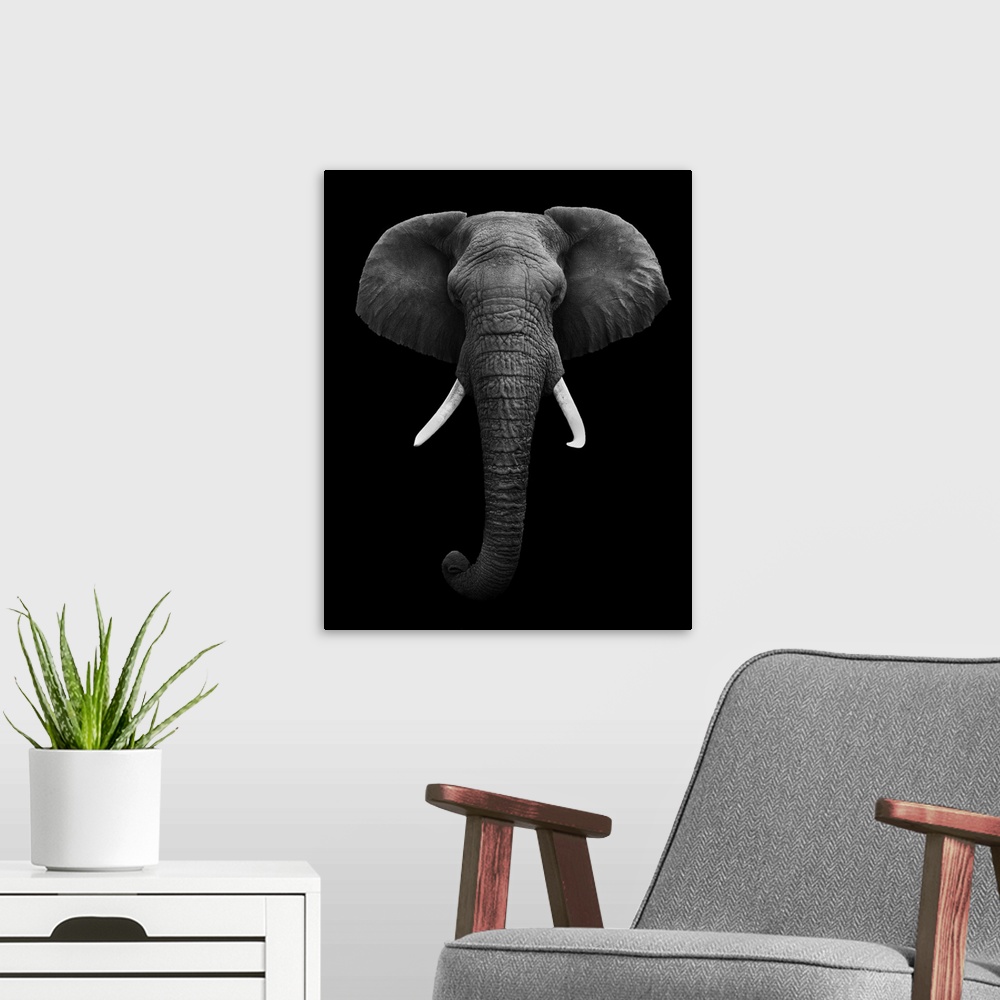 A modern room featuring Black and white image of an elephant isolated on a black background.