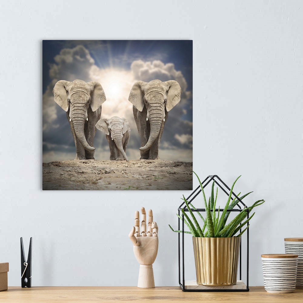 A bohemian room featuring African elephant (Loxodonta Africana) family on a white background.