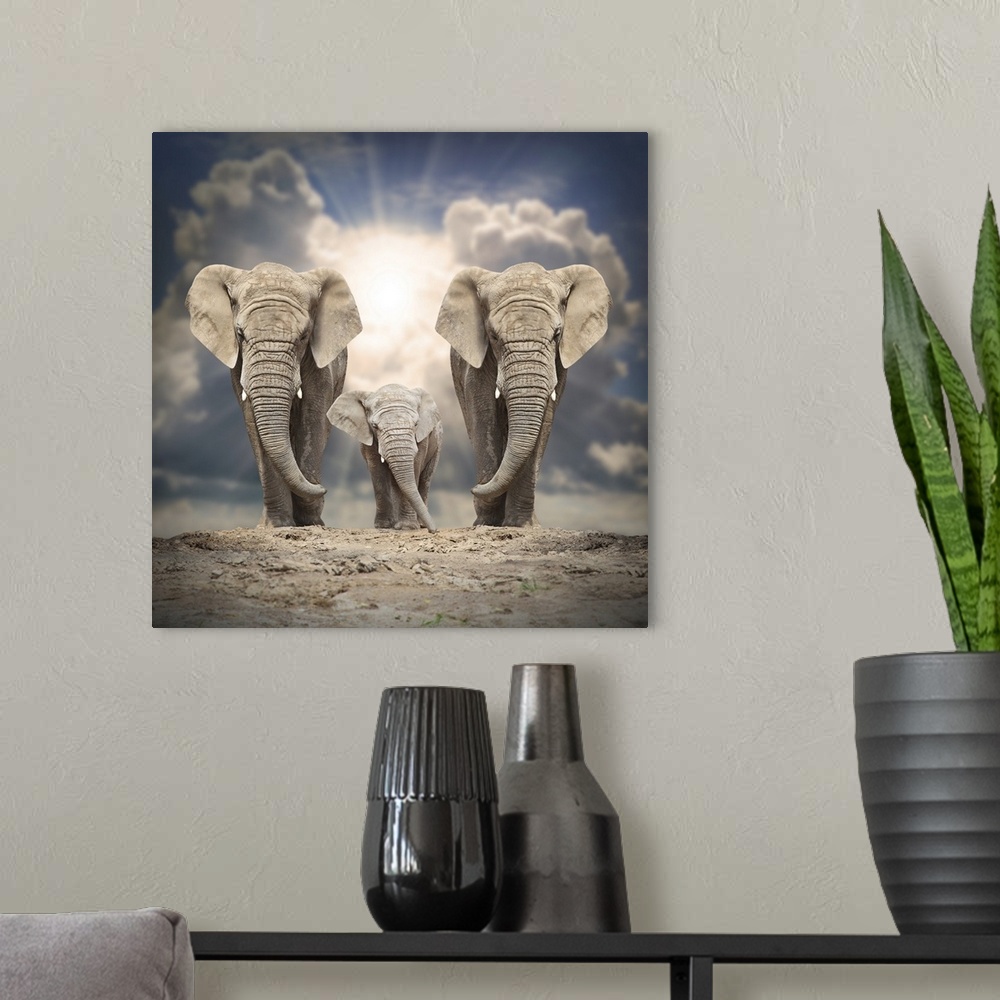 A modern room featuring African elephant (Loxodonta Africana) family on a white background.