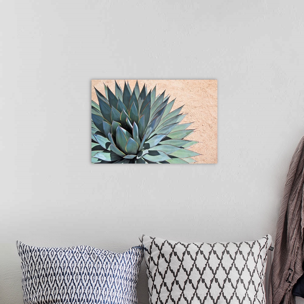 A bohemian room featuring Agave close-up portrait on arid soil.