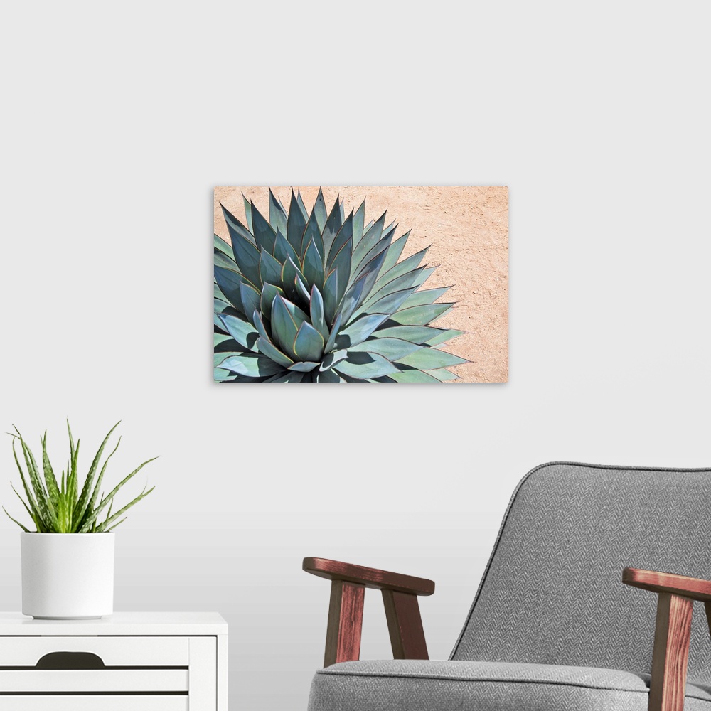 A modern room featuring Agave close-up portrait on arid soil.
