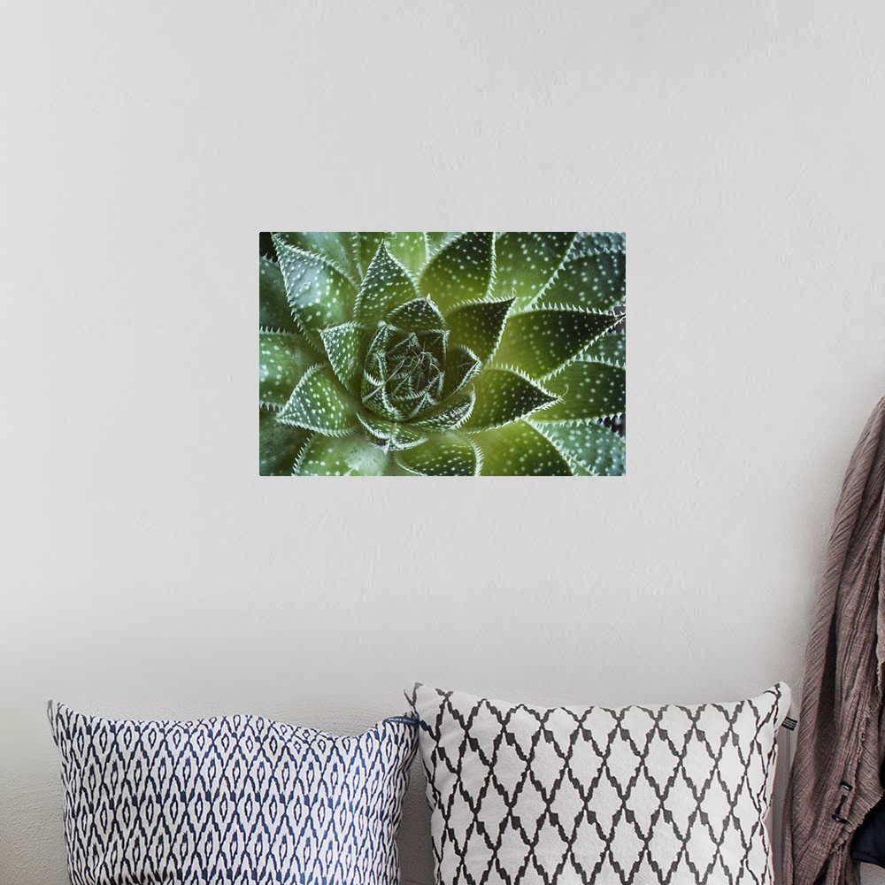 A bohemian room featuring Abstract details of a green aloe Aristata succulent plant forming beautiful textures.