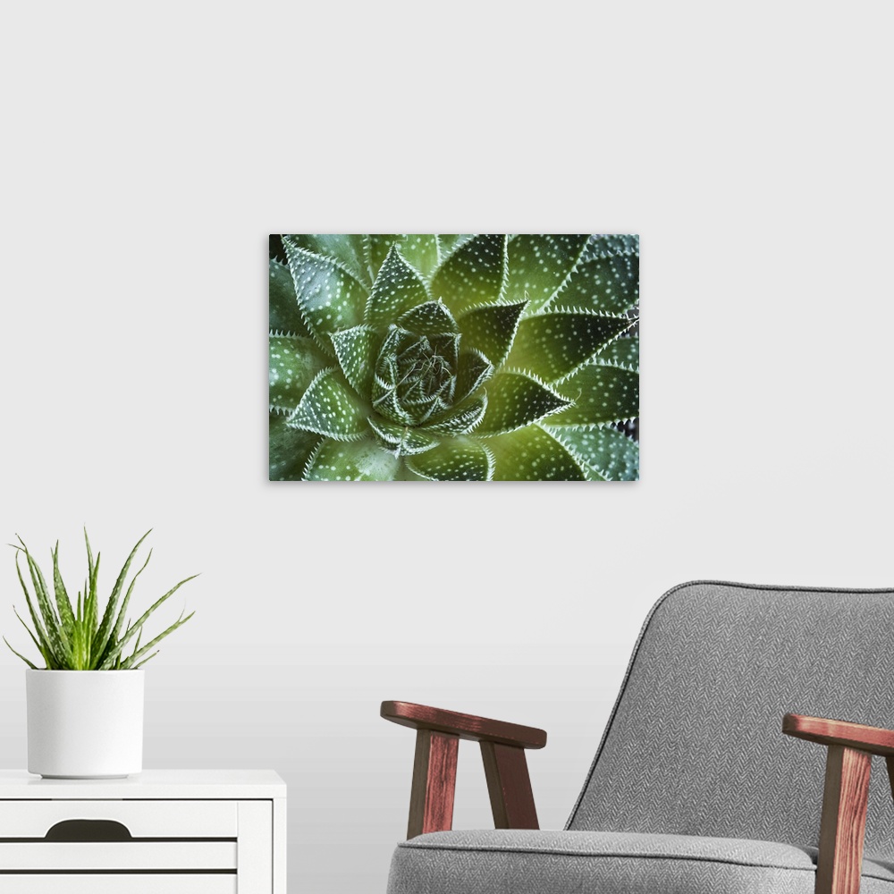 A modern room featuring Abstract details of a green aloe Aristata succulent plant forming beautiful textures.