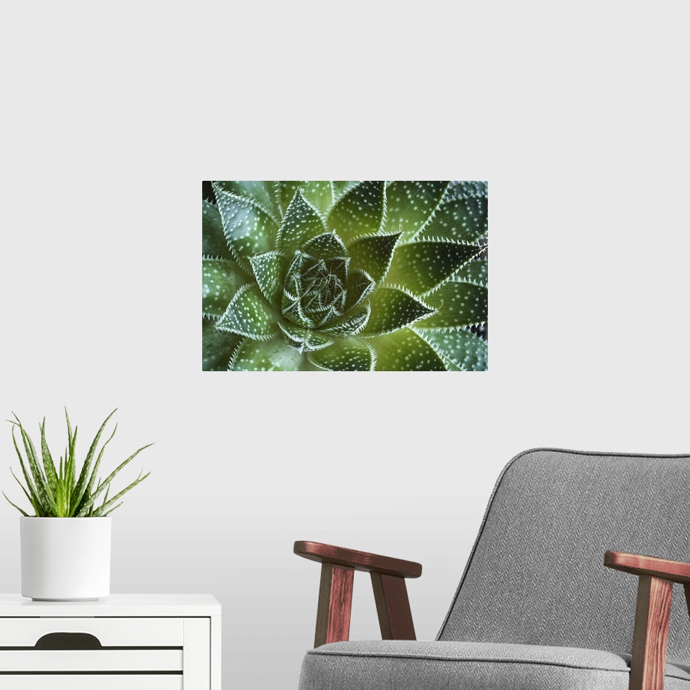 A modern room featuring Abstract details of a green aloe Aristata succulent plant forming beautiful textures.