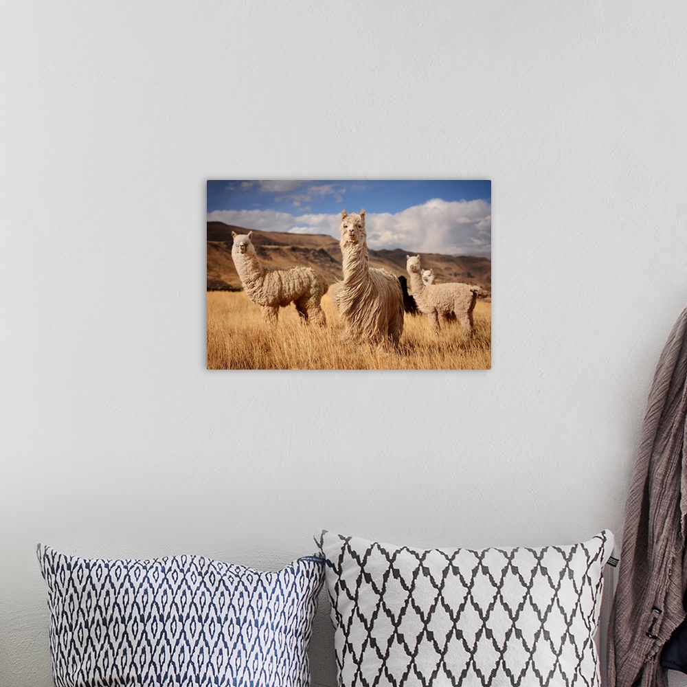 A bohemian room featuring Alpacas In Andes Mountains, Peru