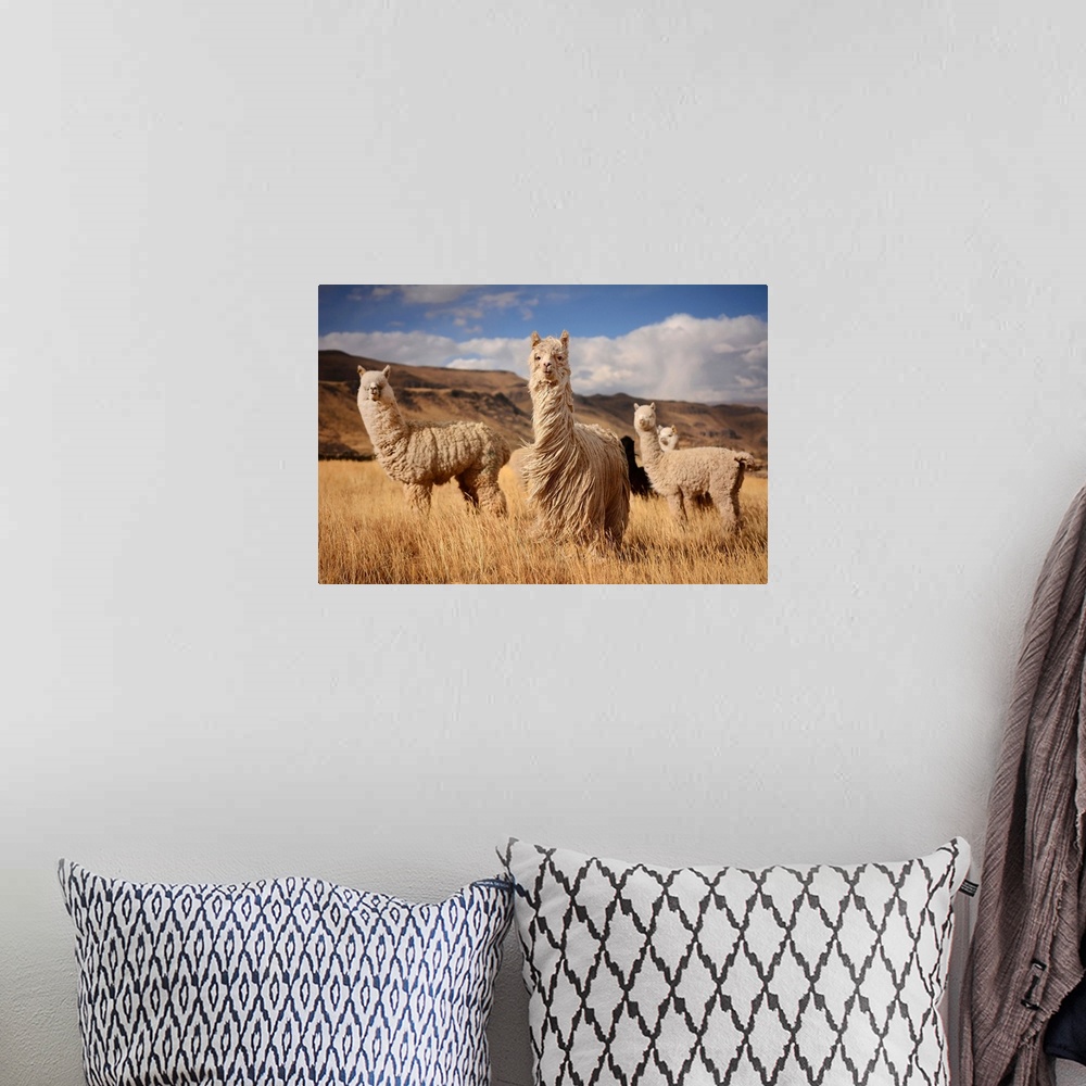 A bohemian room featuring Alpacas In Andes Mountains, Peru