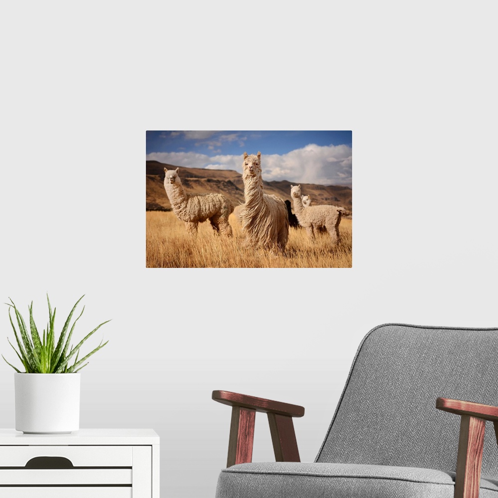 A modern room featuring Alpacas In Andes Mountains, Peru