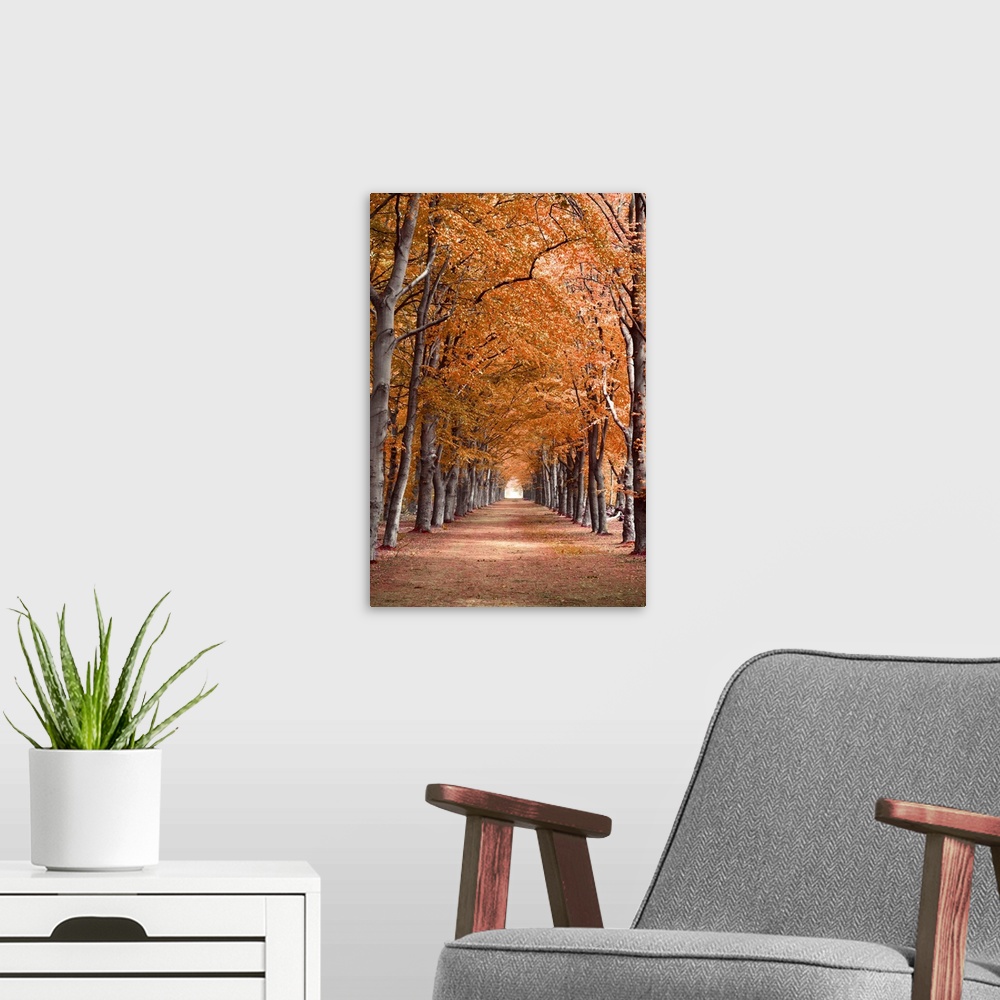 A modern room featuring Autumn Forest Woods