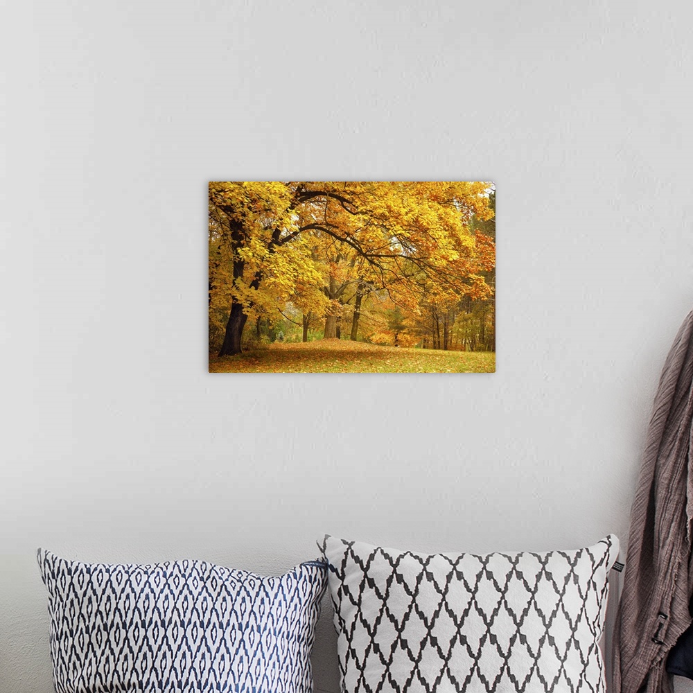 A bohemian room featuring Autumn gold trees in a beautiful park.