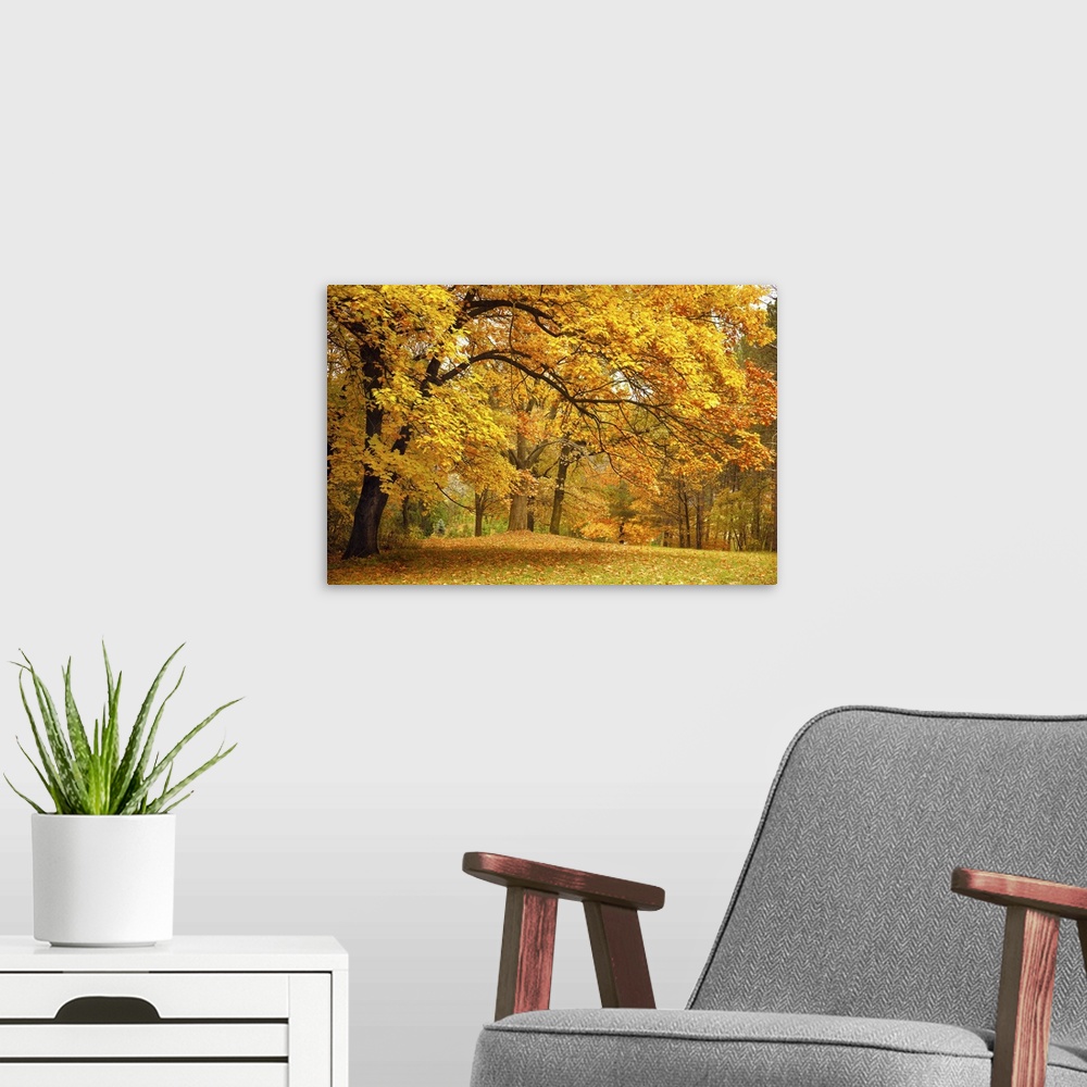 A modern room featuring Autumn gold trees in a beautiful park.