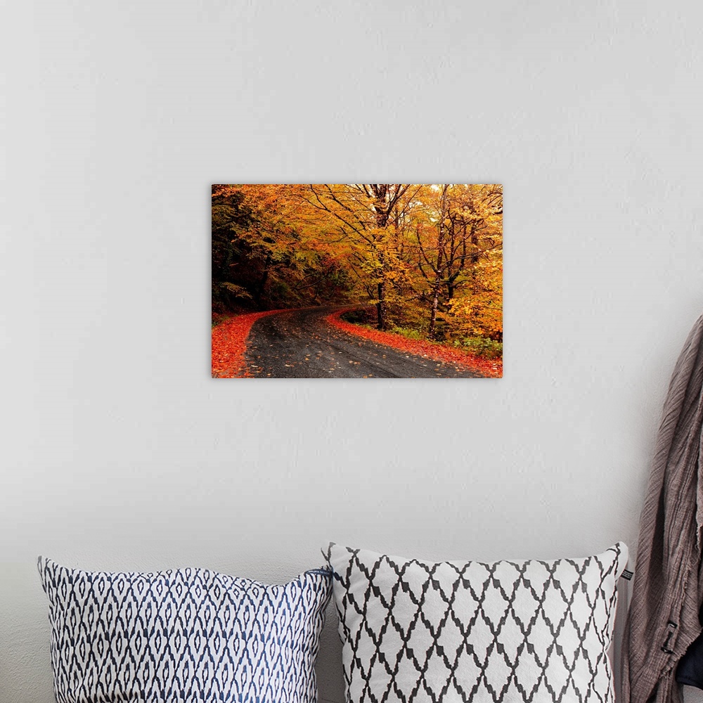 A bohemian room featuring Autumn landscape with a beautiful road and colored trees.