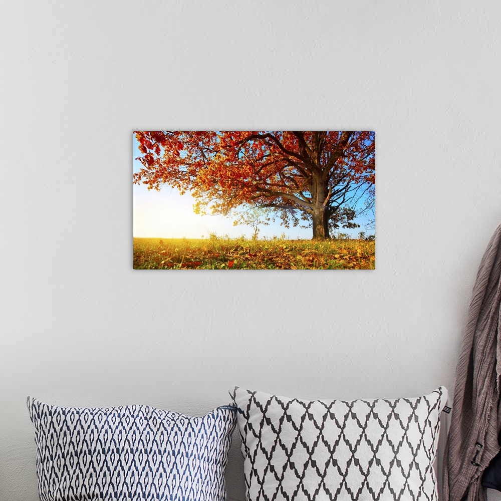 A bohemian room featuring Big autumn oak with red leaves on a blue sky background.