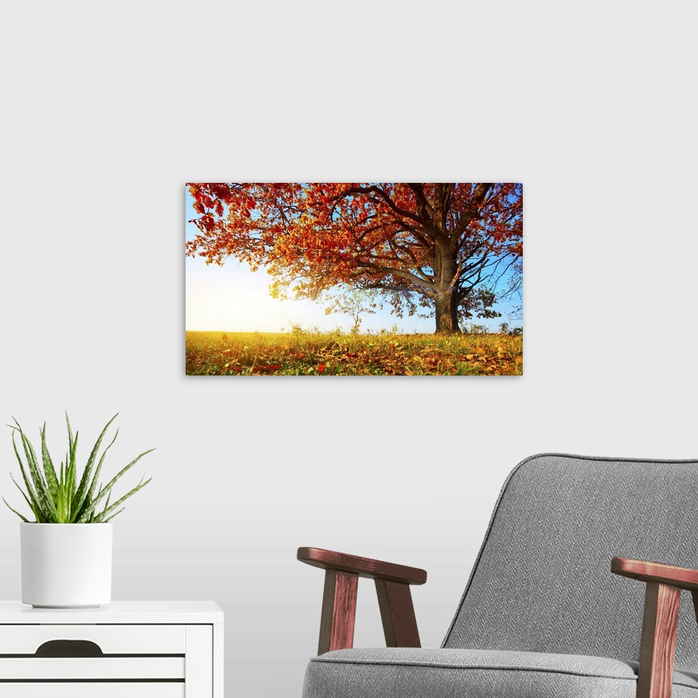 A modern room featuring Big autumn oak with red leaves on a blue sky background.