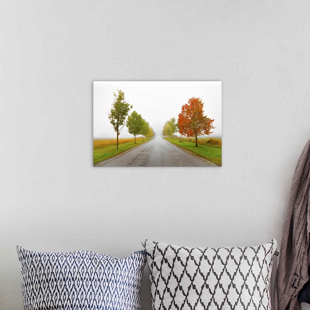 A bohemian room featuring Asphalt country road with avenue of trees in autumn colors on a foggy morning.